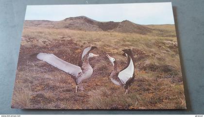 CPM TERRES AUSTRALES ET ANTARCTIQUES FRANCAISES GRAND ALBATROS DE L ILE AMSTERDAM ED LABOUREUR PHOTO A FATRAS TAAF 1985