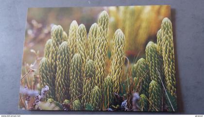 CPM TERRES AUSTRALES ET ANTARCTIQUES FRANCAISES KERGUELEN LYPOCODIUM SAURURUS ED LABOUREUR PHOTO A FATRAS TAAF 1985