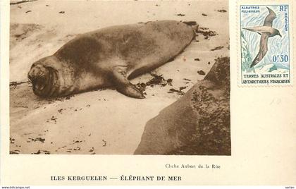 Iles KERGUELEN , Elephant de mer ,  * 576 81