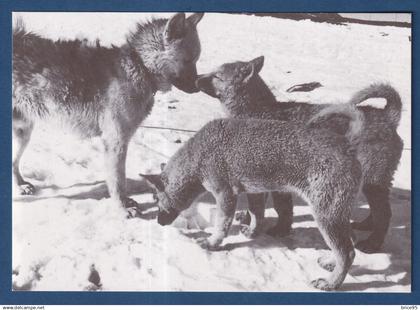 TAAF - Carte Postale - Chiens et chiots - Expéditions polaires Françaises