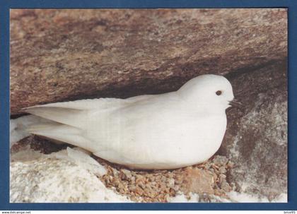 TAAF - Carte Postale - Pétrel des neiges - Expéditions polaires Françaises