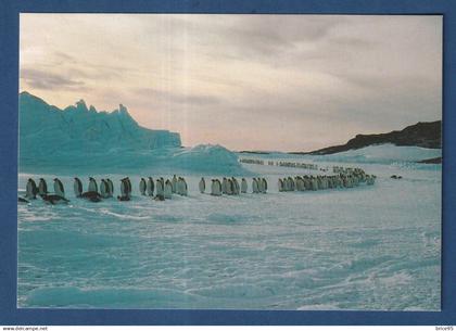 TAAF - Carte Postale - Retour des manchots Empereur - Expéditions polaires Françaises