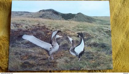 CPM TAAF TERRES AUSTRALES ET ANTARCTIQUES DE FRANCAISES GRAND ALBATROS DE L ILE D AMSTERDAM FATRAS  ED LABOUREUR