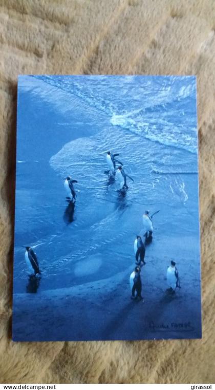 CPM TAAF TERRES AUSTRALES ET ANTARCTIQUES DE FRANCAISES MANCHOTS ROYAUX ILE DE LA POSSESSION CROZET A FATRAS LABOUREUR