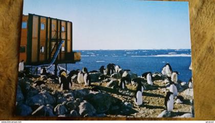 CPM TAAF TERRES AUSTRALES ET ANTARCTIQUES DE FRANCAISES TERRE ADELIE POLE SUD MANCHOTS ADELIES A LA ROCKERIE