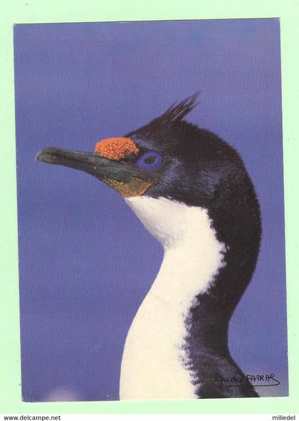 T1258 - TAAF - Cormoran de Kerguelen - Photo A.Fatras - Terres australes et antartiques françaises, oiseau, animaux