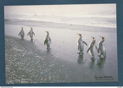 ⭐ TAAF - Carte Postale - Manchot Royaux - Ratmanoff - Kerguelen ⭐