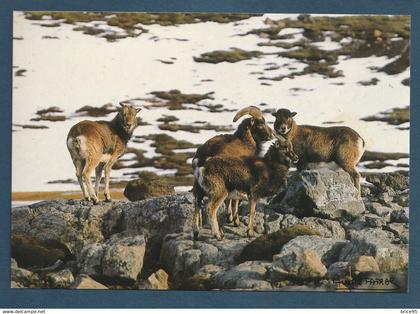 ⭐ TAAF - Carte Postale - Mouflons - Ile Haute - Kerguelen ⭐