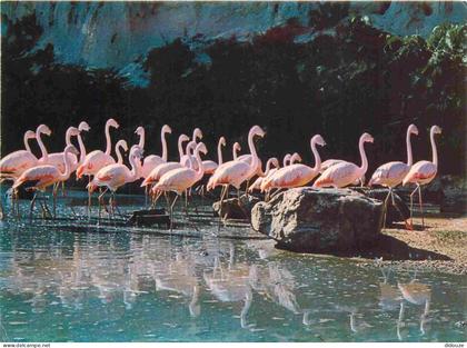 78 - Thoiry - Château de Thoiry en Yvelines  - Groupe de Flamants - Zoo - CPM - Voir Scans Recto-Verso