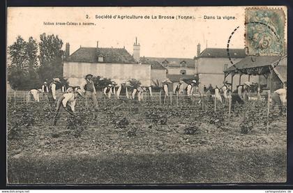 CPA Venoy /Yonne, Dans la vigne de la Société d`Agriculture de La Brosse
