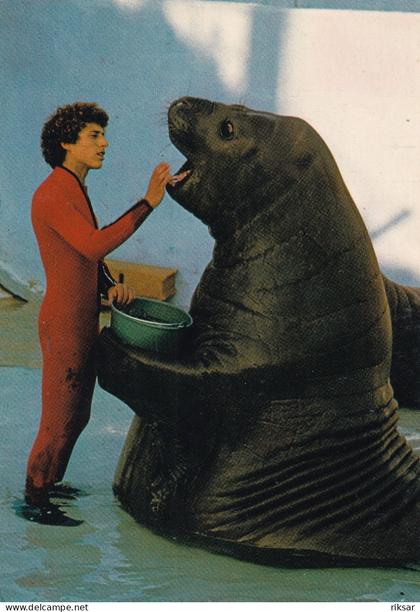 ANTIBES(MARINELAND) OTARIE