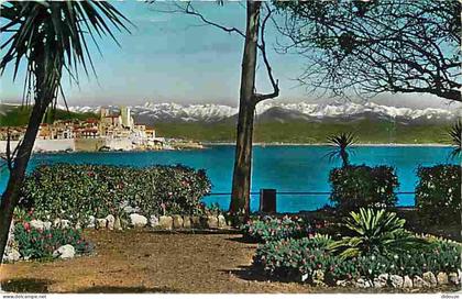 Carte Postale - 06 - Antibes - Vieille Ville - La vieille Ville - Au fond les Alpes neigeuses - CPM - Voir Scans Recto-V