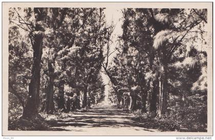 974 - ILE DE LA REUNION  - SAINT PAUL - Saint Gilles les Bains  -  la route dans la foret