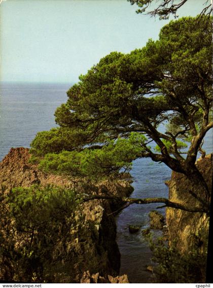 CPM La Cote d'Azur inoubliable La Corniche d'Or Calanques