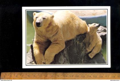 LA PALMYRE Charente Maritiem 17 : zoo : ourson et sa mère ours blanc white bear Bär
