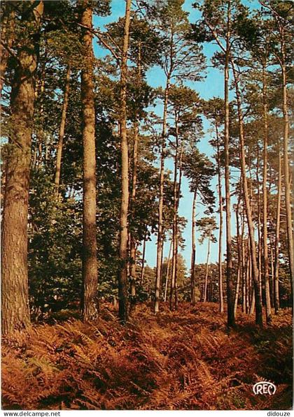 Carte Postale - 36 - Saint Benoit du Sault - Promenade en Berry aux environs de Saint Benoit du Sault - CPM - Voir Scans