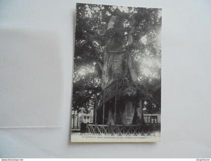 ALLOUVILLE BELLEFOSSE Le Gros Chêne  Carte Postale