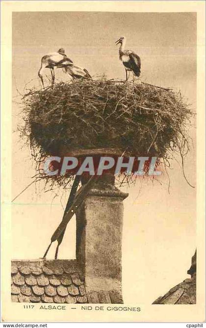 CPA Alsace Nid de Cigognes