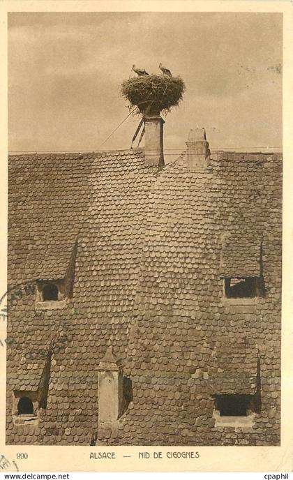 CPA Alsace Nid de Cigognes