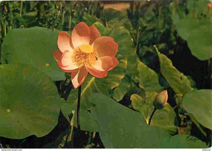 Carte Postale - 32 - Barbotan les Thermes - Les Lotus - Fleurs - Flamme Postale de Barbotan les Thermes - CPM - Voir Sca