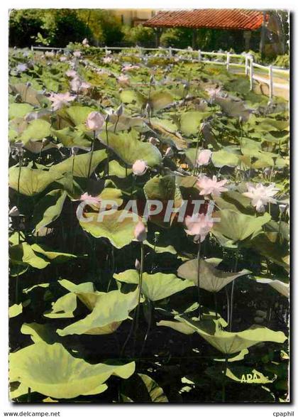 CPM Barbotan les Thermes Gers Les Lotus