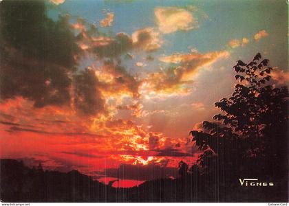 40 CASTETS PAYSAGES DES LANDES