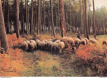 40 CASTETS VISAGE DES LANDES