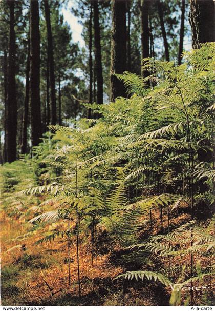 40 CASTETS VISAGE DES LANDES
