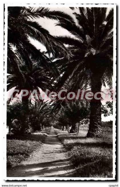CPA Cavalaire Sur Mer Une Allee De Pardigon