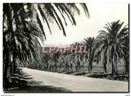 CPM Cavalaire sur Mer Var Croix Valmer L'allee de Pardigon