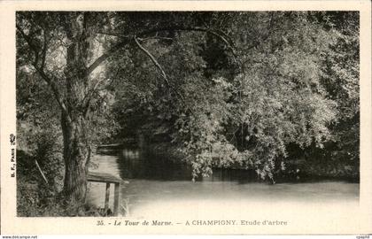 CPA Champigny sur Marne Le tour de Marne Etude d'arbre Tree