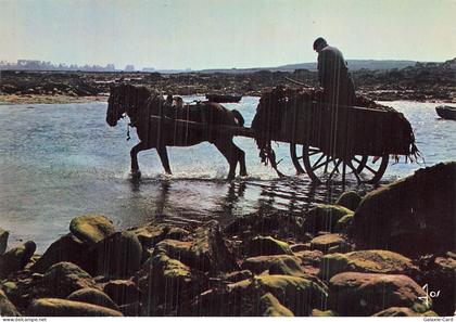 29 COMBRIT RAMASSAGE DU GOEMON