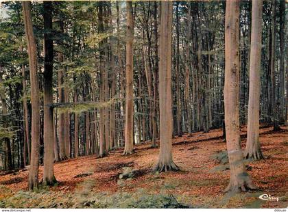 60 - Compiegne - En forêt de Compiègne - CPM - Voir Scans Recto-Verso