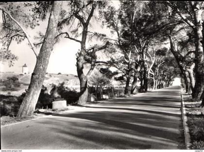 CPSM Paysages De Provence Fontvieille L'Allee De Pins