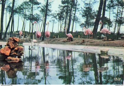 33 GUJAN MESTRAS ZOO DE GUJAN MESTRAS