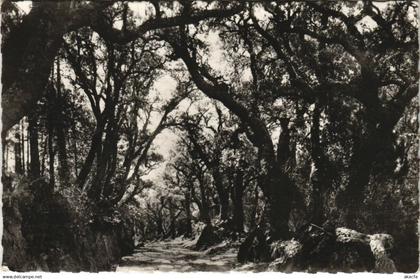 CPA LA GARDE-FREINET Sous Bois de Saint-Clement (1112261)