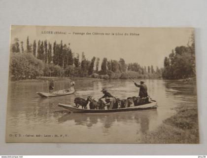 RHONE-LOIRE-PASSAGE DES CHEVRES SUR LA LONE DU RHONE ANIMEE