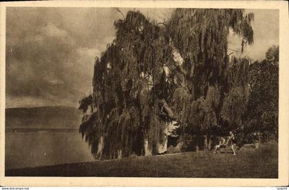 CPA Bord du Lac Leman Messery Hte Savoie