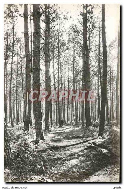 CPA Mimizan plage Landes la foret de pins