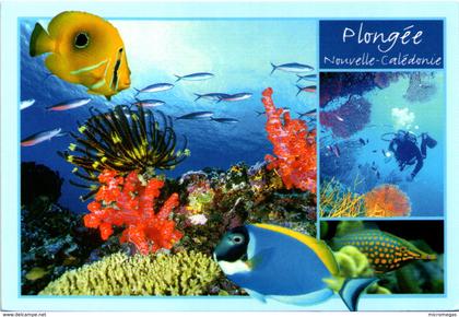 Plongée - Nouvelle Calédonie