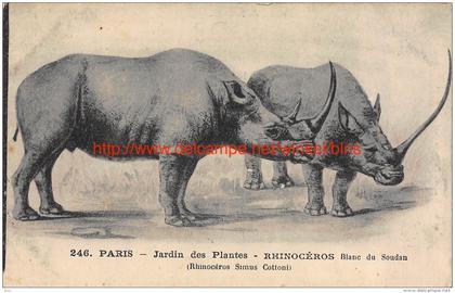 Jardin des Plantes Rhinocéros blanc du Soudan