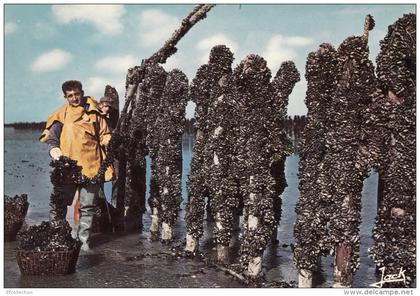 Pénestin Morbihan Elevage de Moules sur Bouchots Récolte Mytiliculture Métier Editions d´Art Jack rare