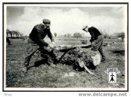 22 Plénée-Jugon - Coupe d´un tronc par les Frères Corbel, Plénée-Jugon (Côtes-du-Nord) Avril 1986 - cpm