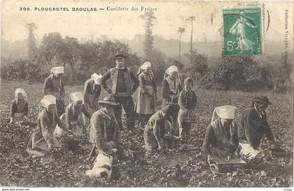 CPA Plougastel-Daoulas Cueillette des Fraises