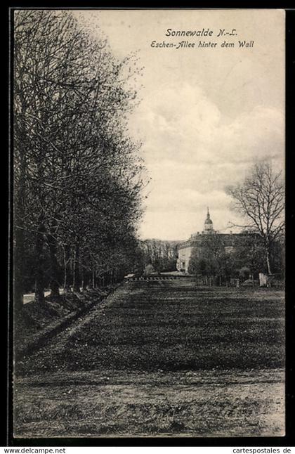 AK Sonnewalde /N.-L., Eschen-Allee hinter dem Wall