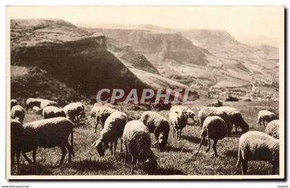 CPA Roquefort Paturages sur les Causses (moutons)