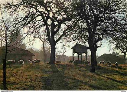 Carte Postale - 40 - Sabres - Parc  Naturel Régional des Landes de Gascogne - Pacage sur l'airial - CPM - Voir Scans Rec