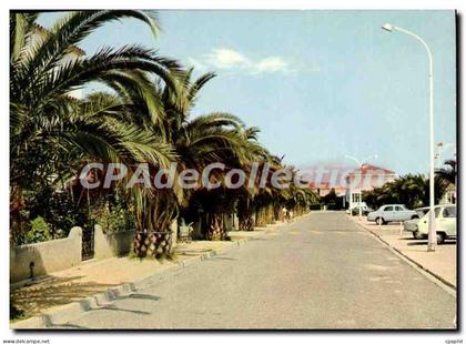 CPSM La Cote Vermeille Saint Cyprien Vile Une allee de Palmiers