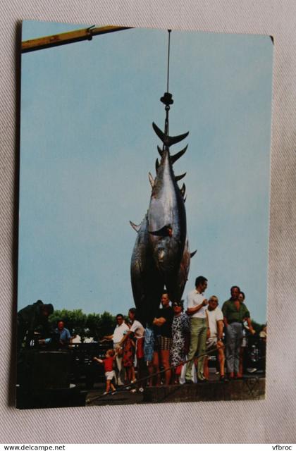 Cpm, Saint Jean de Luz, débarquement du thon, Pyrénées Atlantiques 64