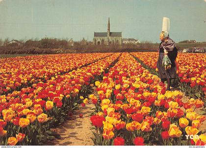 29 SAINT JEAN TROLIMON CHAMPS DE TULIPES